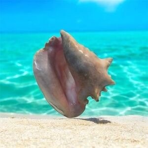 Large Pink and Cream Conch Shell
